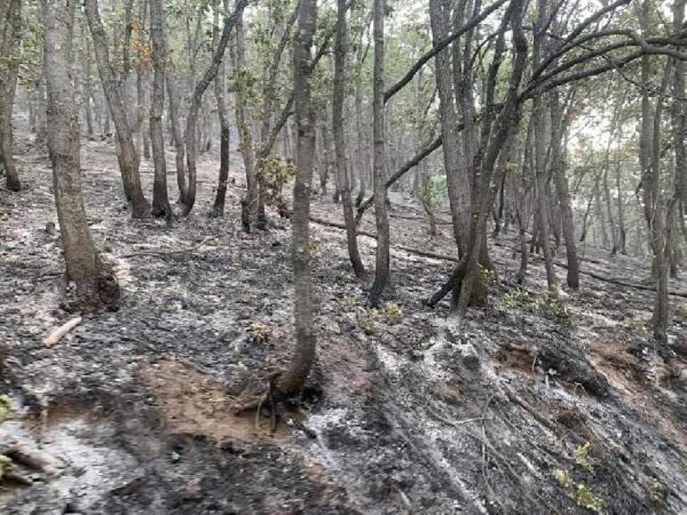 OGM son durumu açıkladı: Tuncelide tek noktada yangın sürüyor